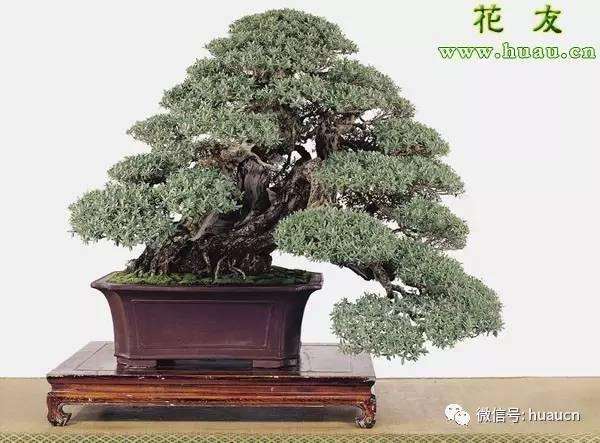 花卉盆景矮化六项措施