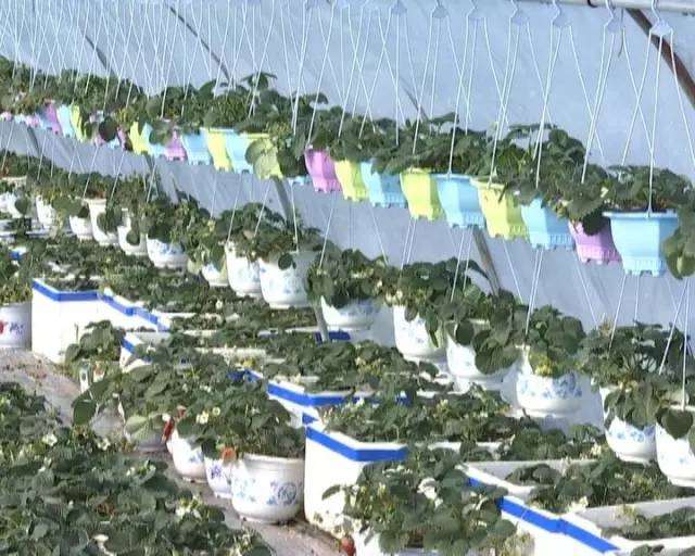 长丰莓农推出草莓盆景 “错位”发展寻商机