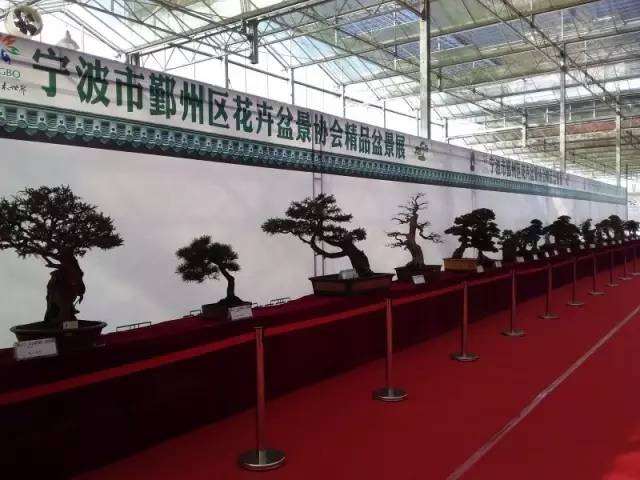 鄞州精品花卉盆景亮相“2017浙江迎春花展”!
