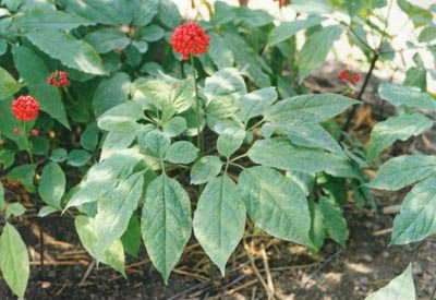 教您盆栽西洋参