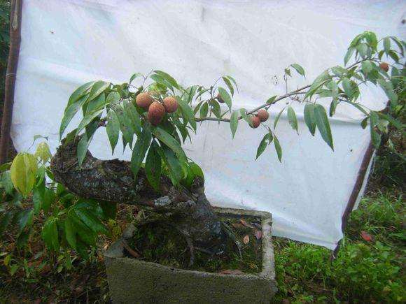 荔枝盆栽的生长对光照、土壤、肥水、湿度有何要求？