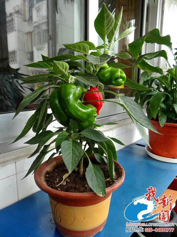 叶用辣椒室内盆栽技术