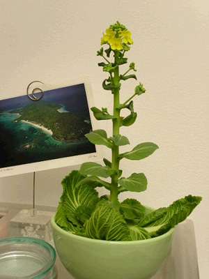 家庭居室内种植蔬菜盆栽的方法