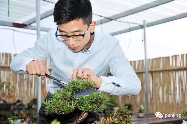 小小盆景 如何修炼成一门大艺术