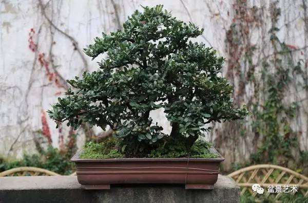 茶树盆景的制作技术