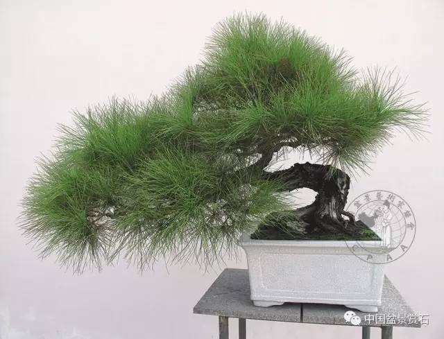 郑永泰实例展示马尾松盆景针控全过程