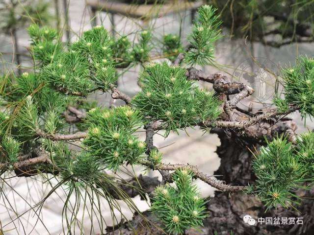 郑永泰实例展示马尾松盆景针控全过程