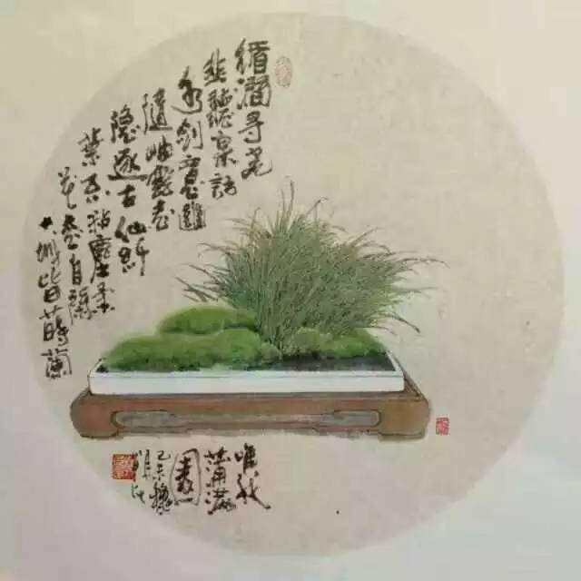 “蒲草禅心”菖蒲盆景展1月20日开展,三天将赠出菖蒲24盆!