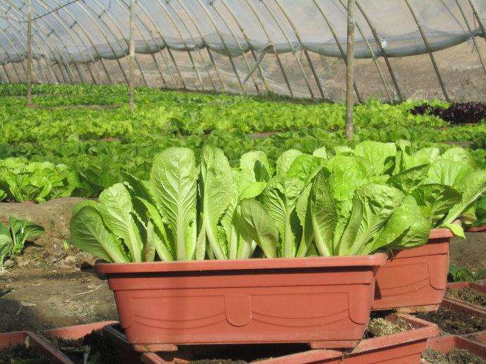 盆栽蔬菜主要分三大类