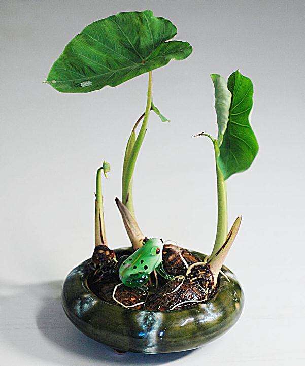 盆栽蔬菜的栽培容器