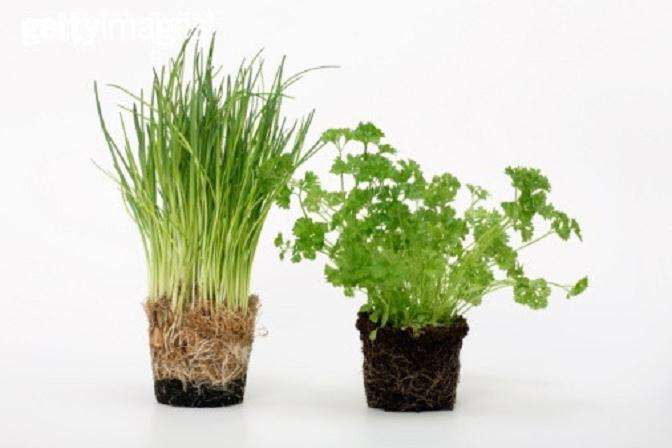 盆栽蔬菜的栽培基质:天然土壤