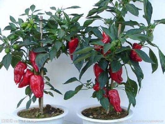 惠民县麻店镇堤口刘村农民刘立明展示他培育的辣椒盆景