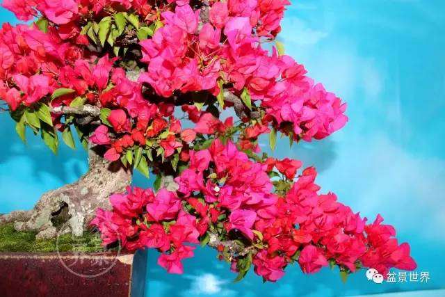 带你去看香港特色的盆景展览！