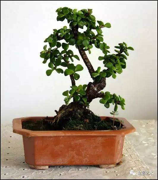 小叶玉树盆景的制作方法