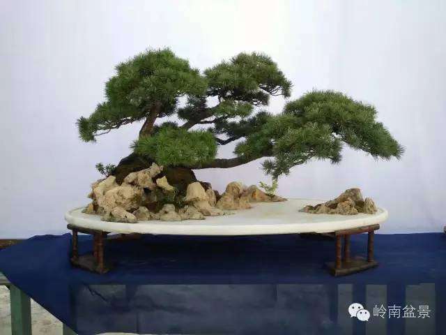 盆景文话丨瞬间就是一年，转眼就是一生