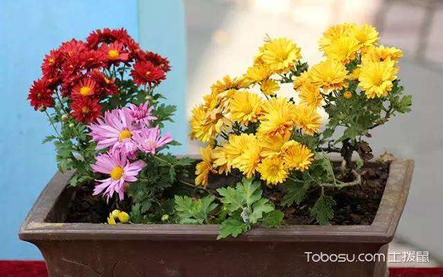 室内花卉盆景摆放正确的摆法知多少