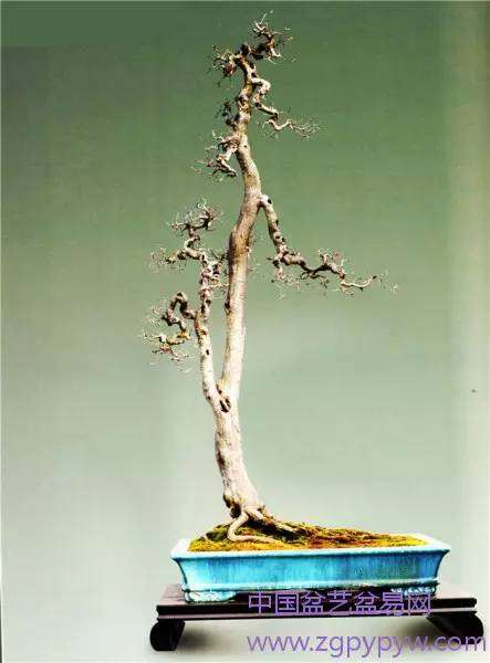 岭南盆景的枝托比例怎么制作