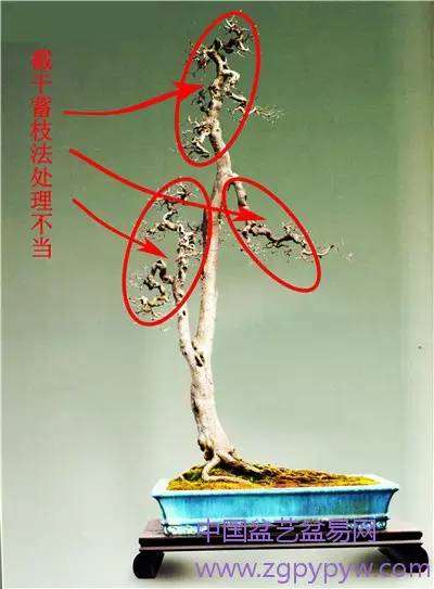 岭南盆景的枝托比例怎么制作