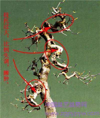 岭南盆景的枝托比例怎么制作