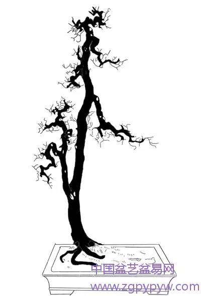 岭南盆景的枝托比例怎么制作