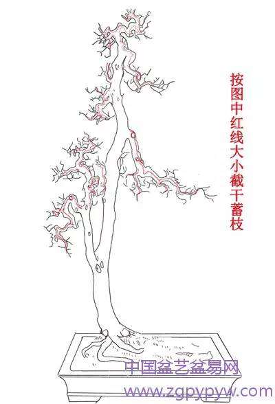 岭南盆景的枝托比例怎么制作