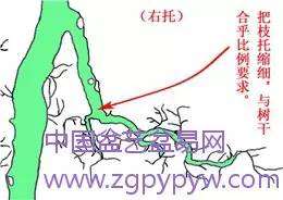 岭南盆景的枝托比例怎么制作