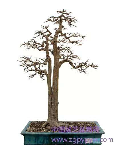 岭南盆景的枝托比例怎么制作