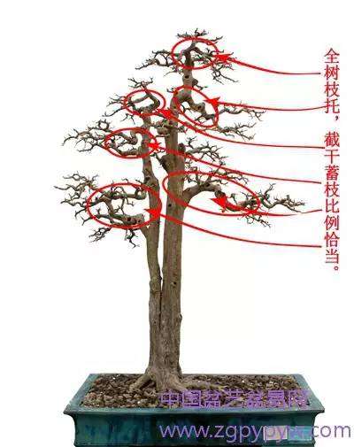 岭南盆景的枝托比例怎么制作