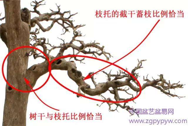 岭南盆景的枝托比例怎么制作