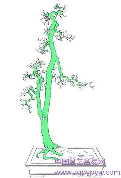 岭南盆景的枝托比例怎么制作