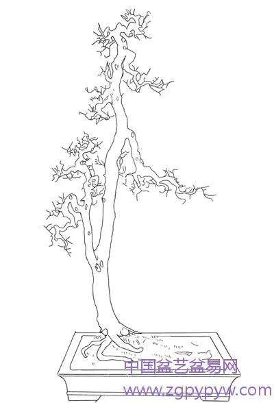 岭南盆景的枝托比例怎么制作