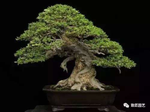 见过吗？海芙蓉盆景鉴赏