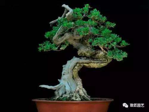 见过吗？海芙蓉盆景鉴赏