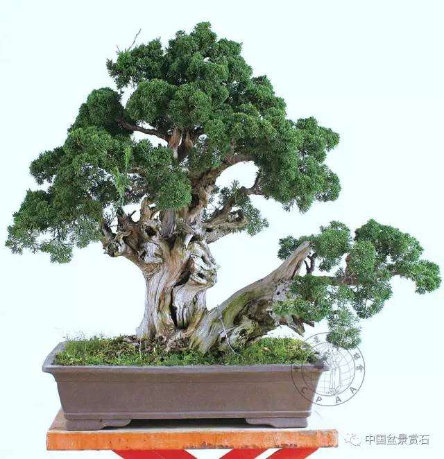 教你制作处理舍利线——《中国盆景赏石》创刊号首发