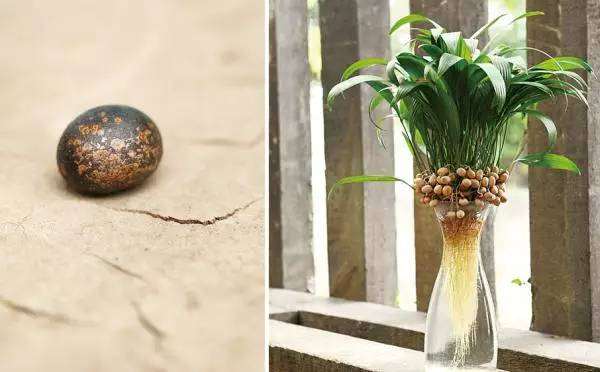 如何将蒲葵种子变成翠绿的水培盆景?