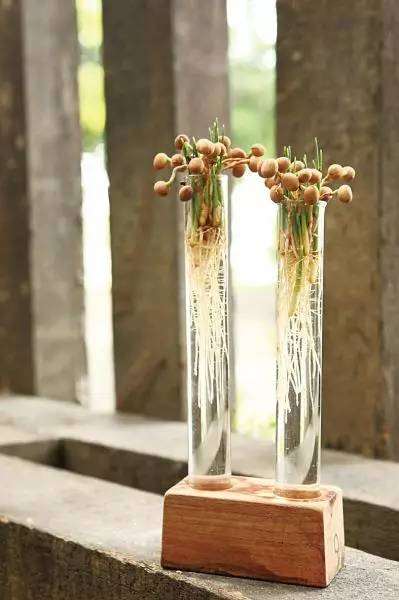 如何将蒲葵种子变成翠绿的水培盆景