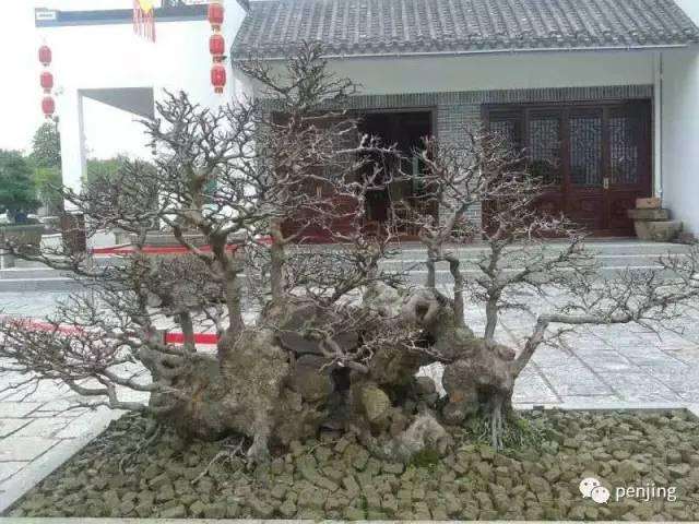 广西玉林&ldquo;桂台杯&rdquo;文化城迎春盆景展即将开幕