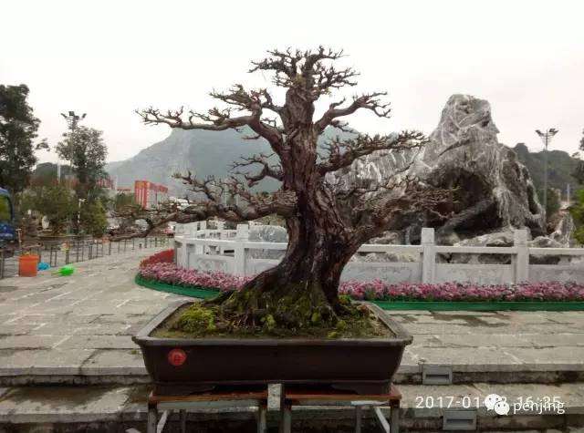 广西玉林桂台杯文化城迎春盆景展即将开幕