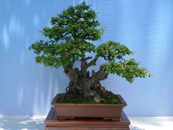 杭州输欧盆景获欧盟绿色通道 领跑全国