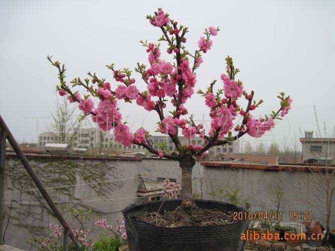郯城城区每天20元可租一钵迎春桃树盆景过年