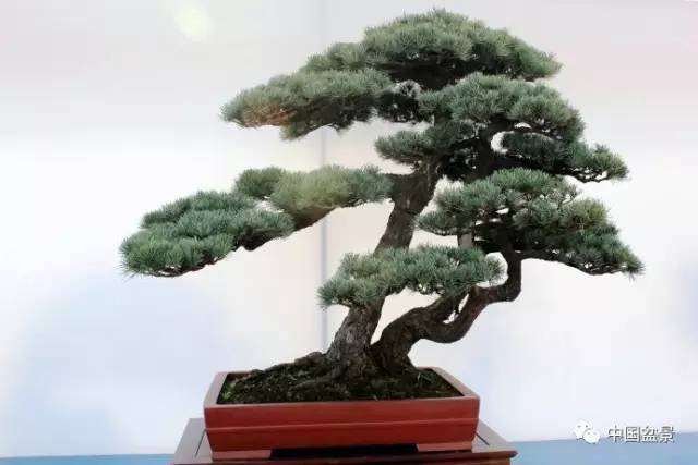 盆景制作应充分展示大自然的丰姿神采