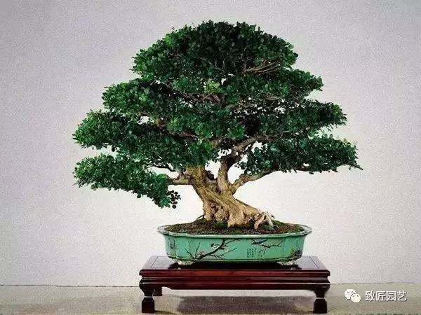 九里香种植的环境,要有防寒、防风和防晒