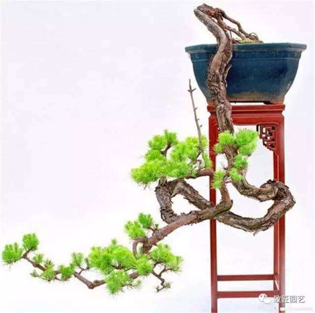 怎么制作悬崖盆景的方法