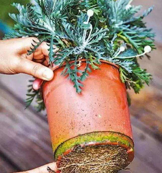 盆景、盆栽为什么要换盆?