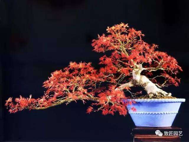 谈中国盆景的健康美