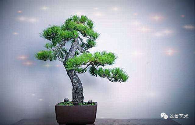 徽派盆景的师法自然独树一帜