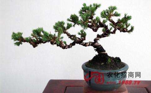 盆景蟠扎铝丝的问题 请告知