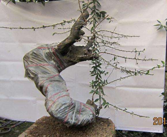 新学请教关于蟠扎盆景铝线问题?