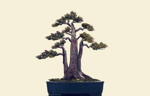 蟠扎法树木盆景造型基本步骤