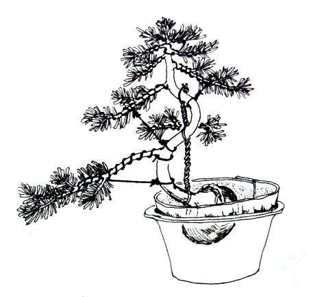 制作树桩盆景时用什么方法进行蟠扎造型?